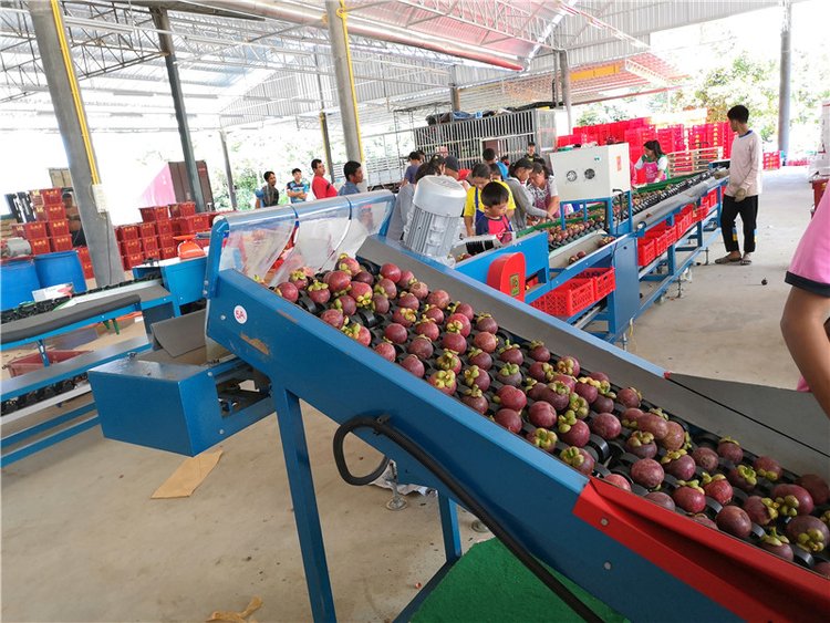 果蔬分選之竹果的分選設備 果蔬分選之竹果的分選設備