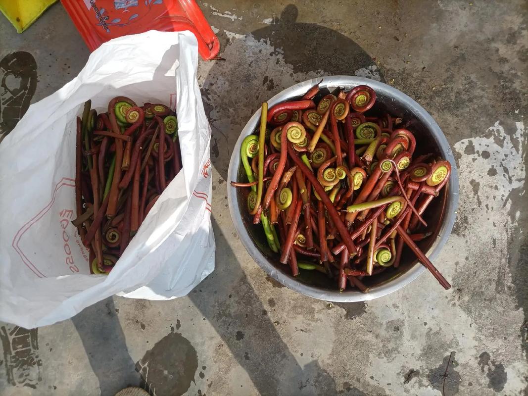 怎樣建設(shè)好一個蕨菜預(yù)制菜加工的工廠，應(yīng)該具體分幾步來做？