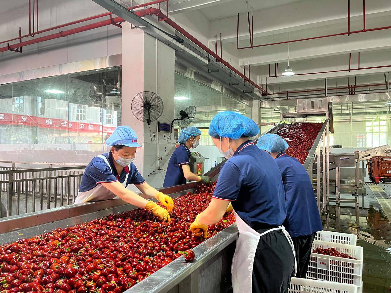 泡菜泡椒全自動(dòng)生產(chǎn)線形態(tài)解析及案例參考