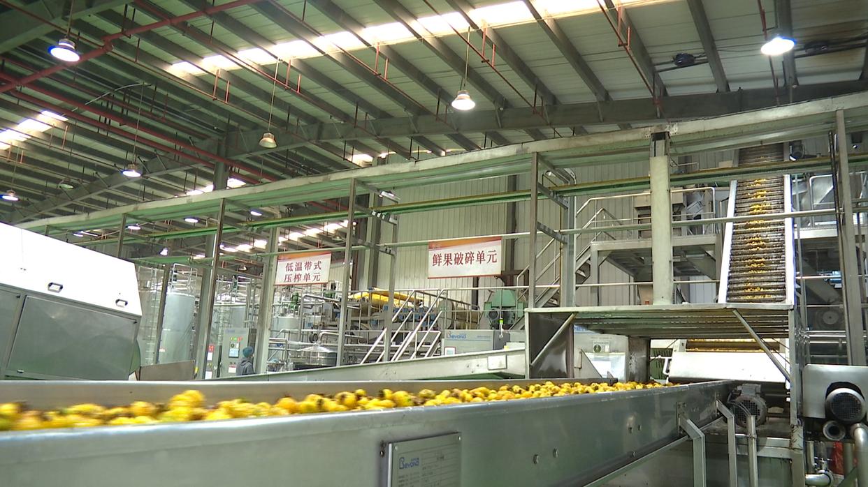 水城區(qū)：企業(yè)“鎖鮮”壓榨生產(chǎn)忙，精深加工助力刺梨“身價(jià)倍增”