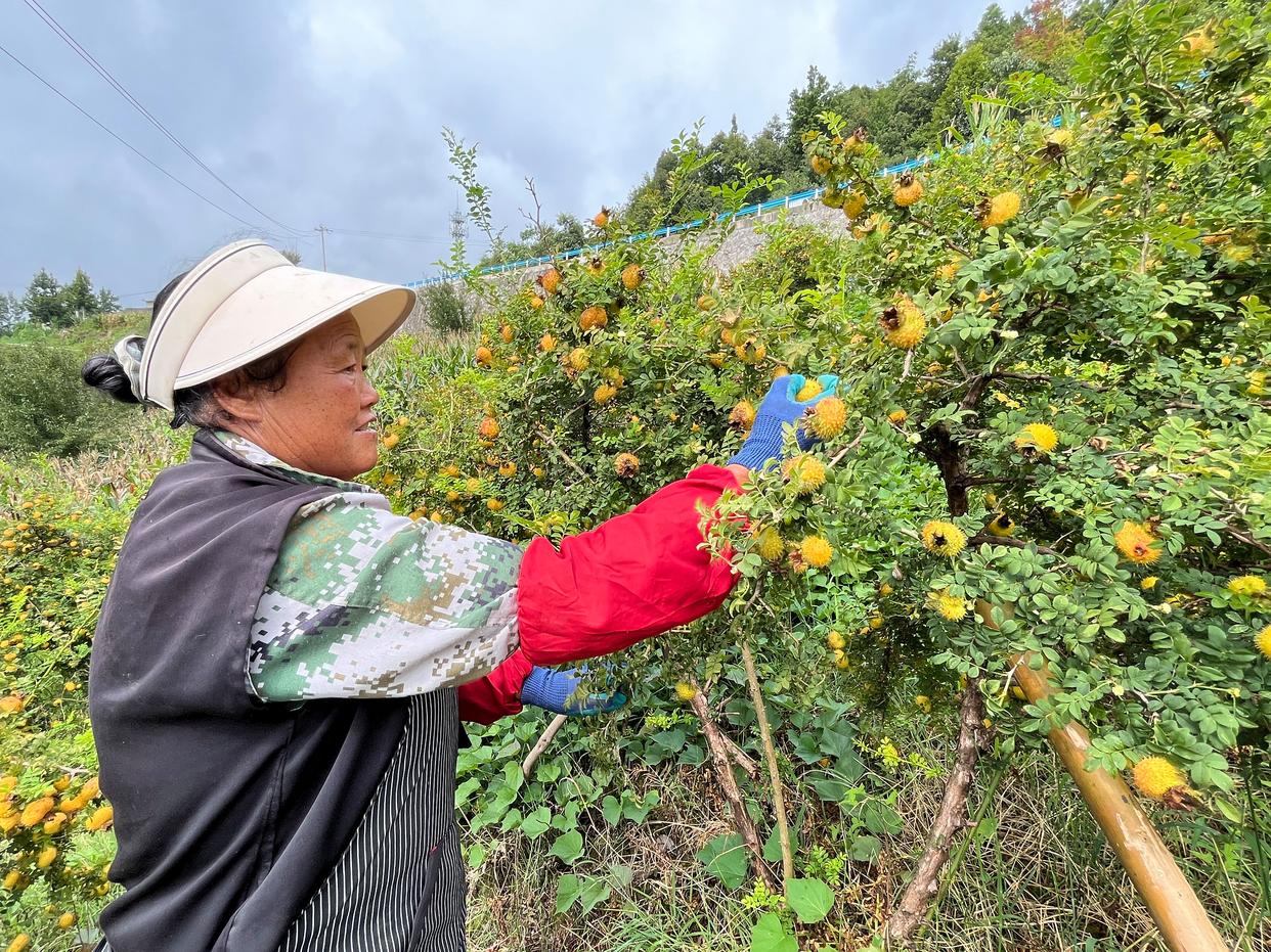 水城區(qū)：企業(yè)“鎖鮮”壓榨生產(chǎn)忙，精深加工助力刺梨“身價倍增”(圖7)